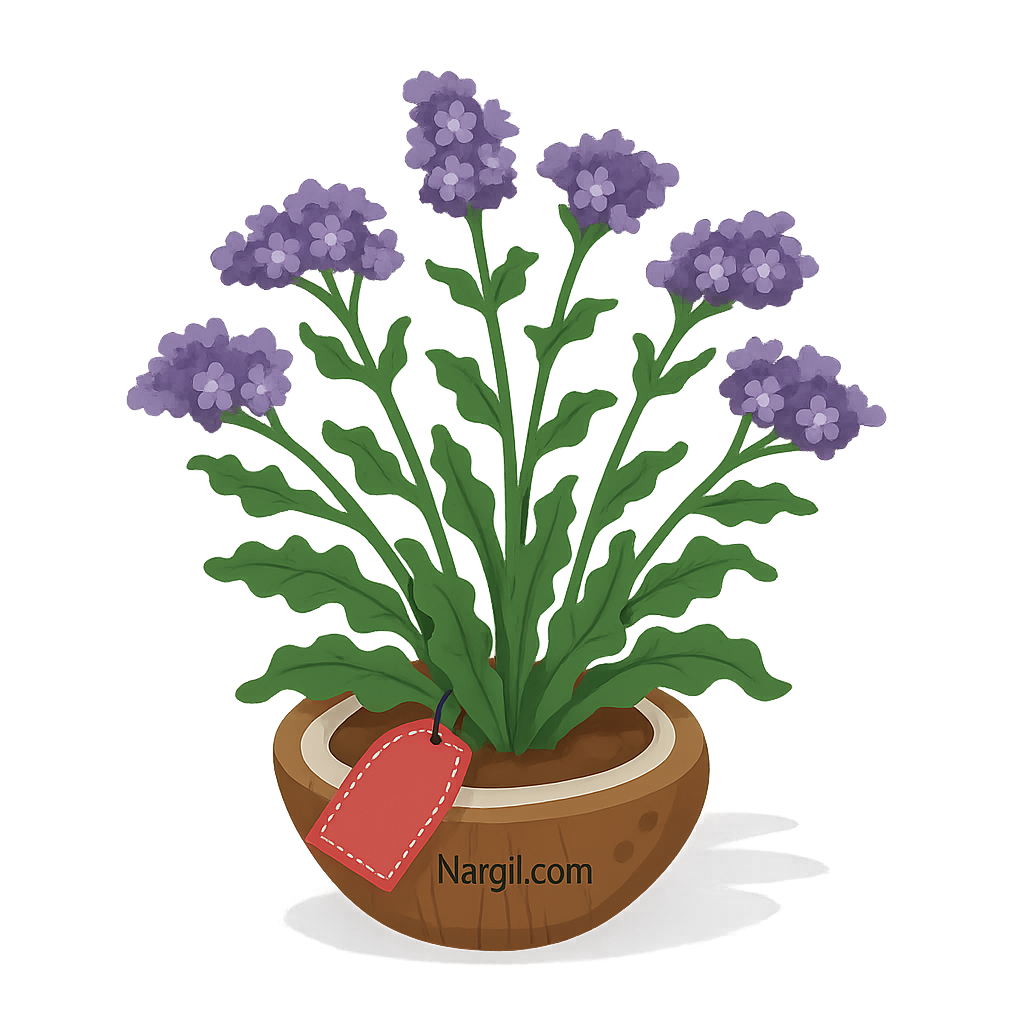  Nargil - wavyleaf sea-lavender